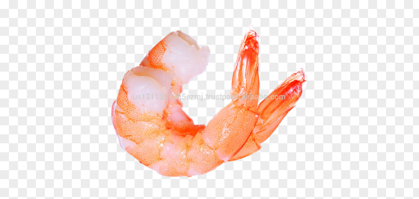 Shrimp Clip Art PNG