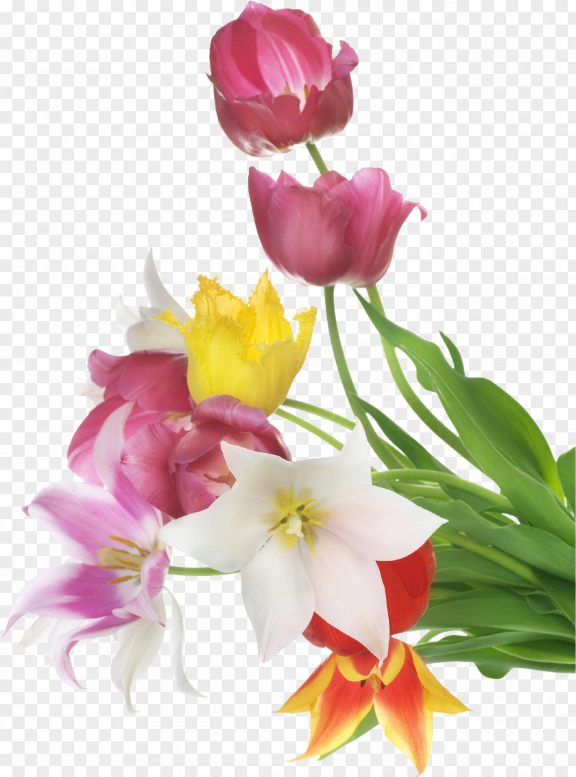 Tulip Stock Photography White PNG
