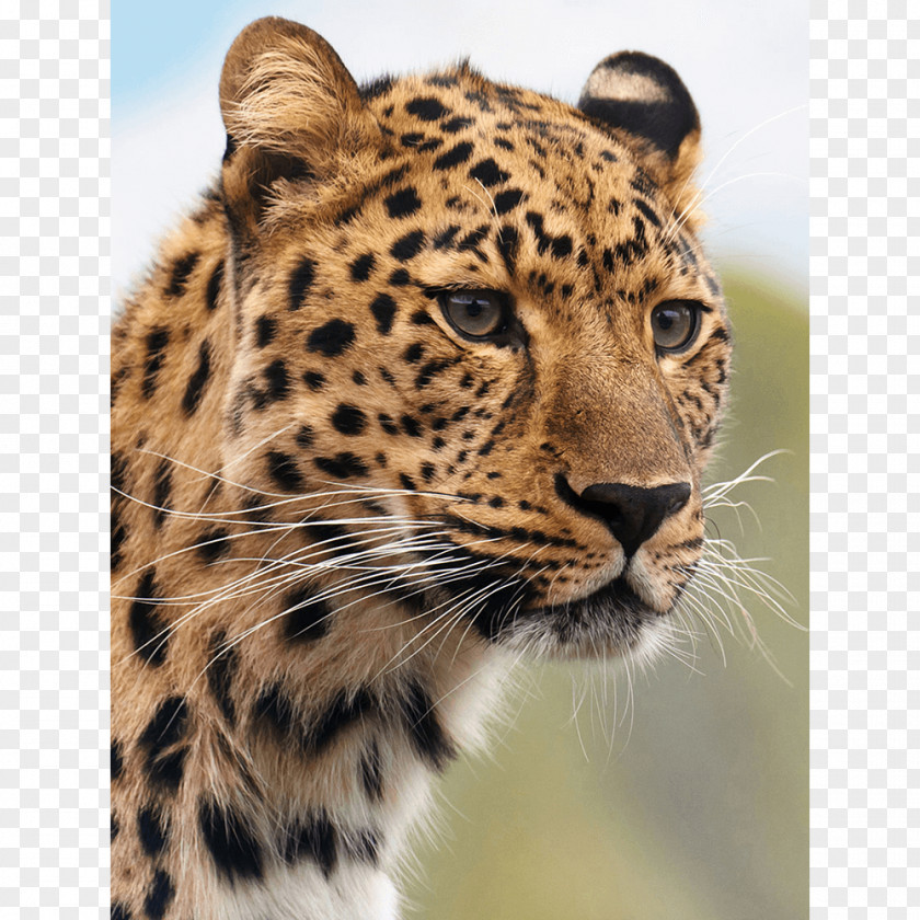 Cheetah Leopard Cougar Tiger Lion PNG