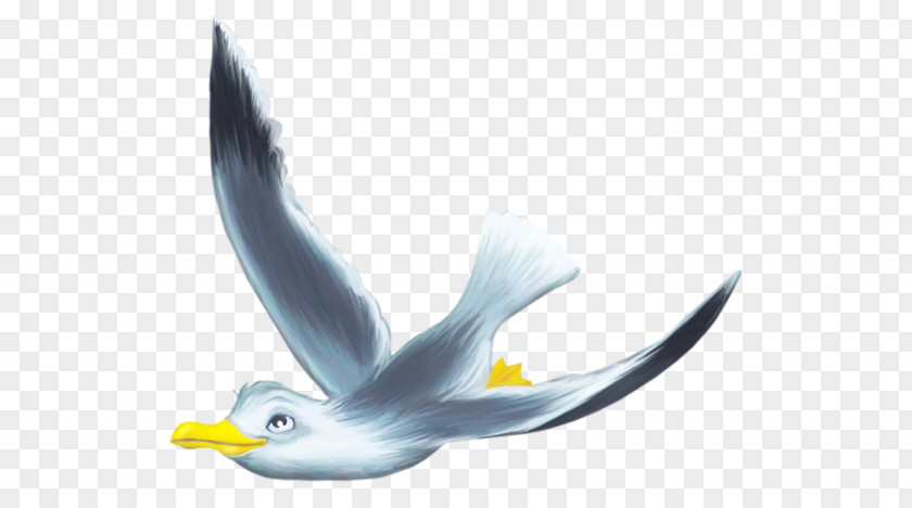 Flying Bird Flight PNG