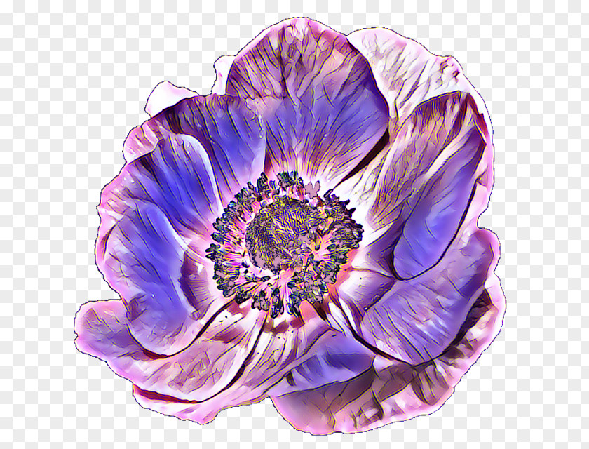 Oriental Poppy Plant Flowers Background PNG