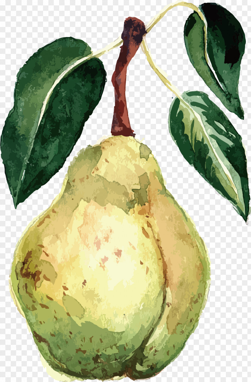 Watercolor Pear Vector Painting Fruit Packs PNG