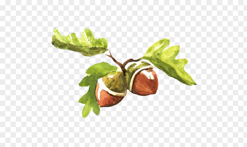 Acorn Fruit Hand Painting Material Picture Watercolor Illustration PNG