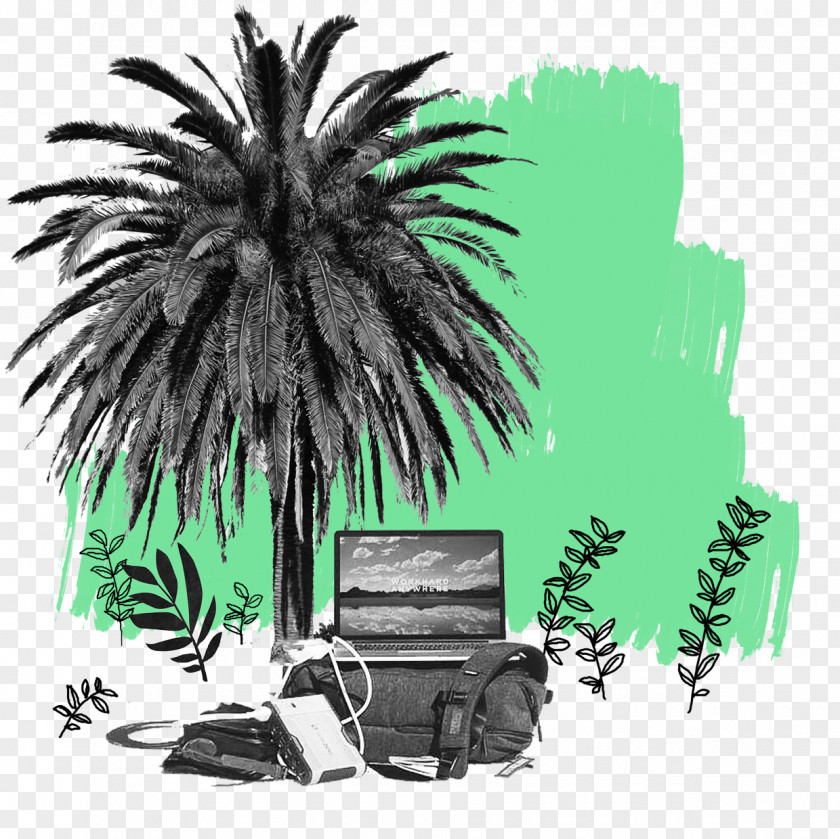 Attalea Speciosa Elaeis Palm Tree Drawing PNG