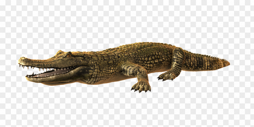 Crocodile Alligator PNG