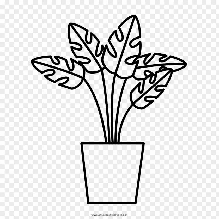 Plant Medicinal Plants Drawing Coloring Book Leaf PNG