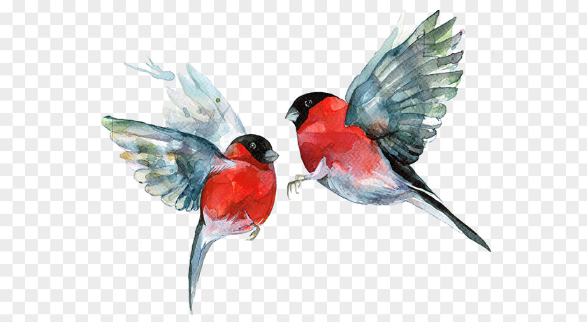 Bird Red Beak PNG