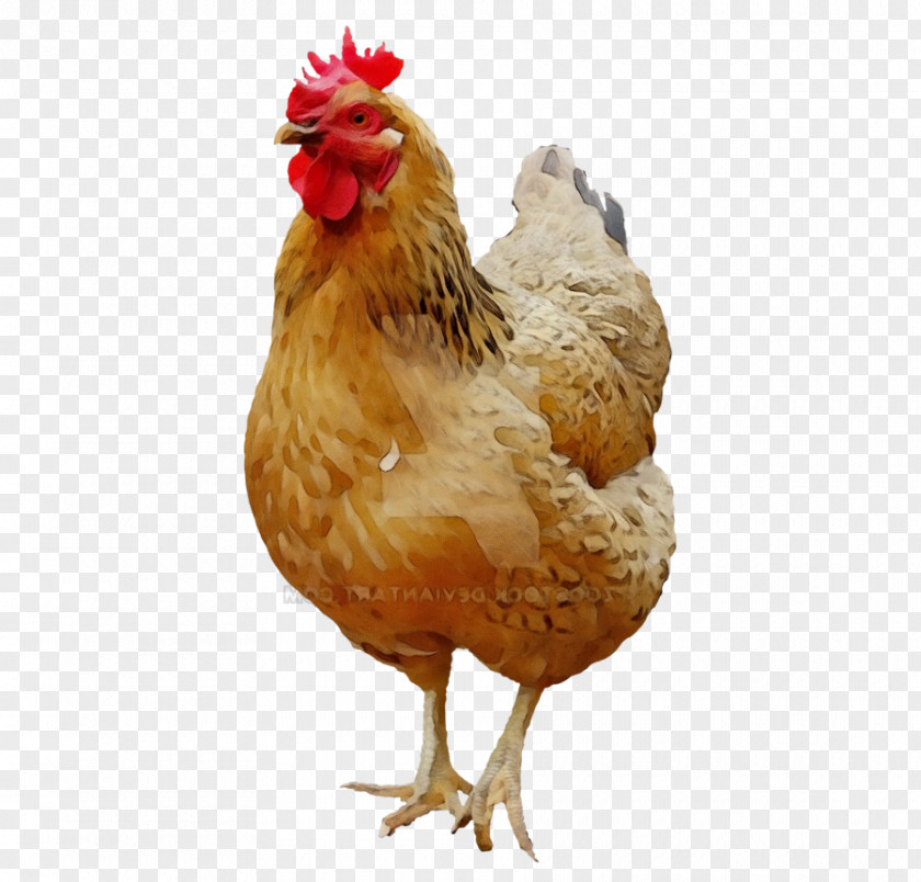 Chicken Meat Livestock Bird Rooster Comb Poultry PNG