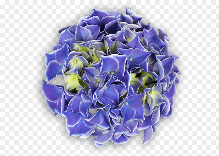 Hydrangea Cut Flowers Plant Lavender PNG