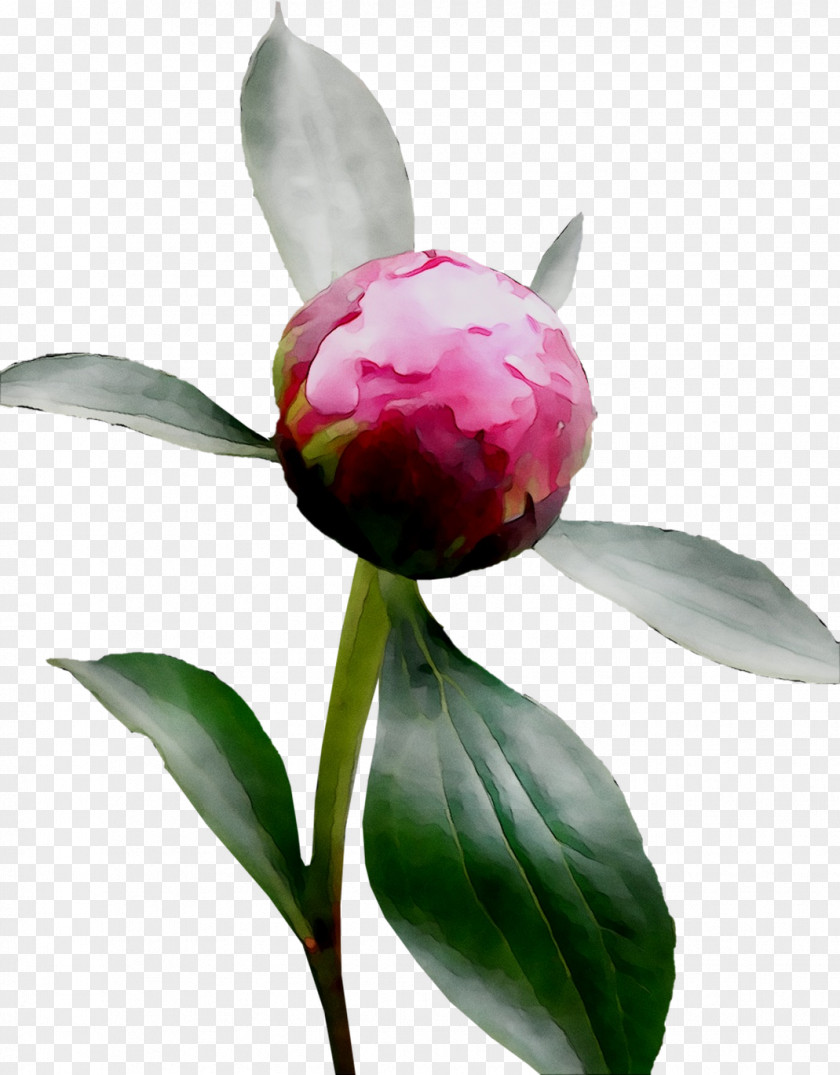 Peony Still Life Photography Sasanqua Camellia Herbaceous Plant PNG