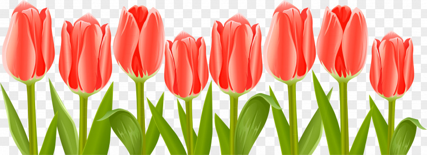 Tulips Tulip Flower Clip Art PNG