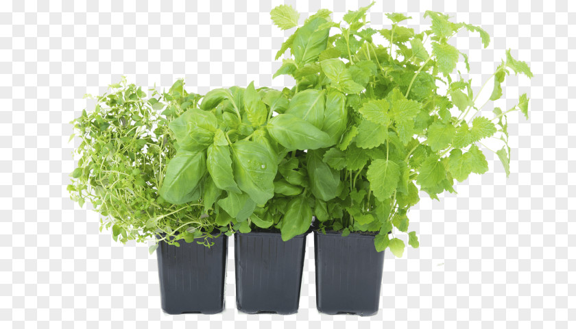 Vegetable Flowerpot Herb Garden PNG