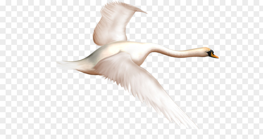 Lieutenant Duck Mute Swan Bird Goose PNG