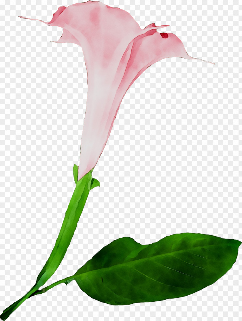 Arum Lilies Cut Flowers Bud Plant Stem Rose Family PNG