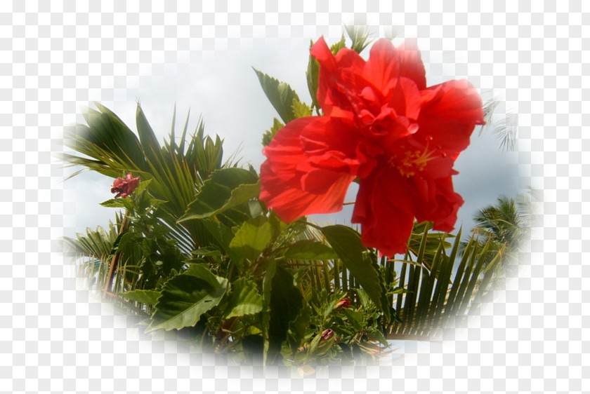 Flower Carnation Floral Design Cut Flowers PNG
