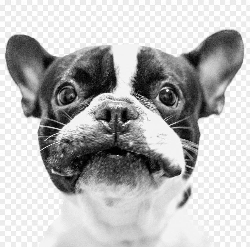 FRENCH BULLDOG French Bulldog Boston Terrier Puppy Toy PNG