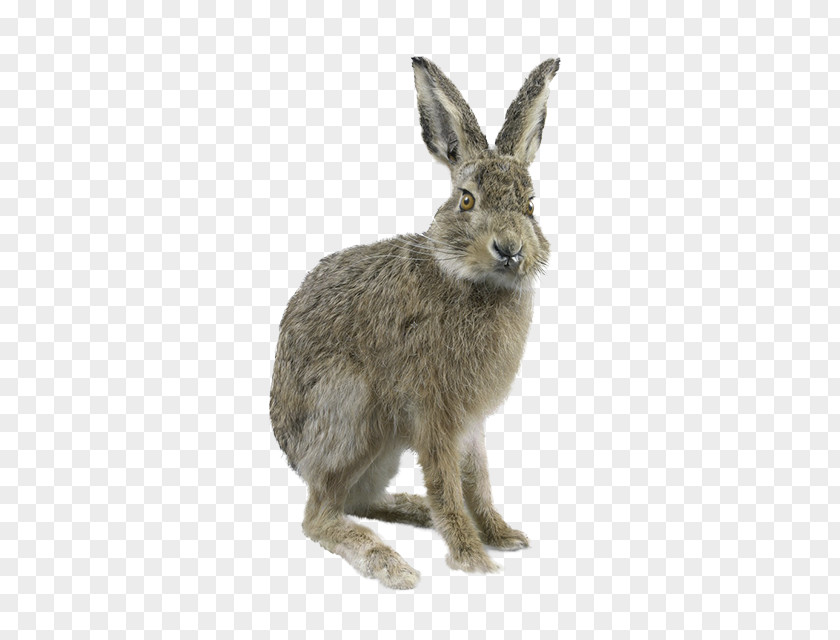 Gray Rabbit Domestic European Grey PNG