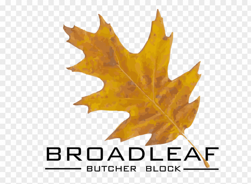 Leaf Maple Oak PNG