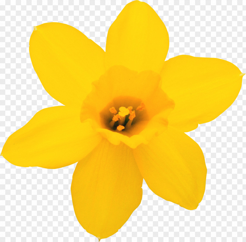 Narcissus Daffodil Flower Clip Art PNG