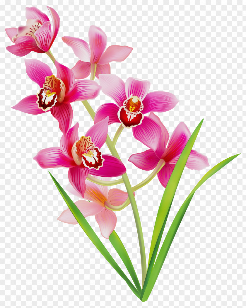 Plant Stem Cut Flowers Moth Orchids Herbaceous Petal PNG
