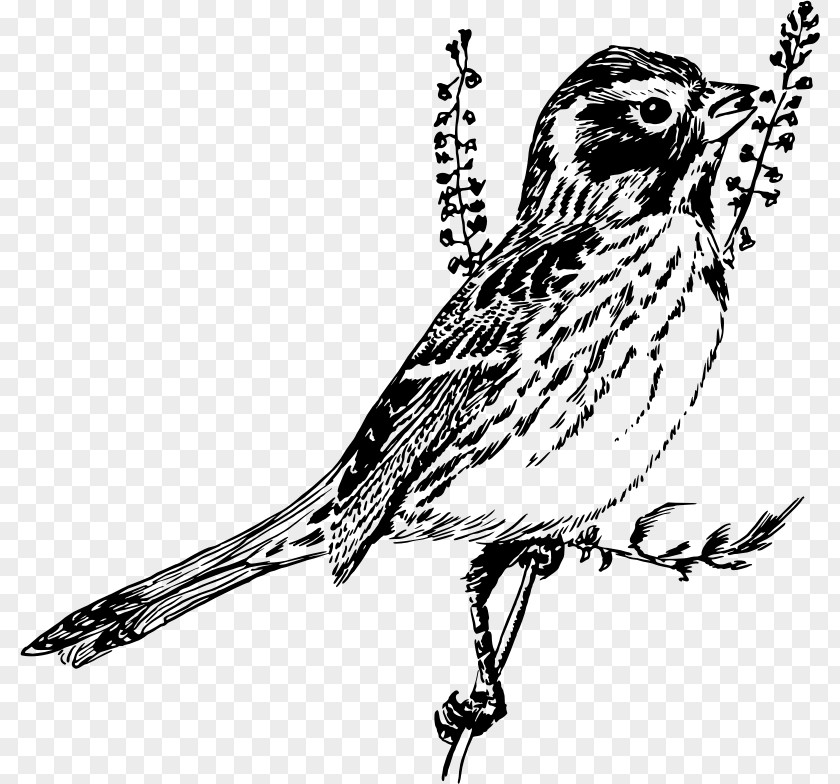 Sparrow Bird Line Art Drawing Black And White PNG