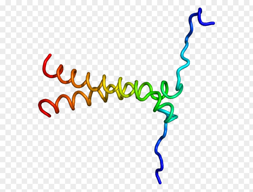 Transport Protein BNIP3 Bcl-2 Gene BCL2-like 1 PNG