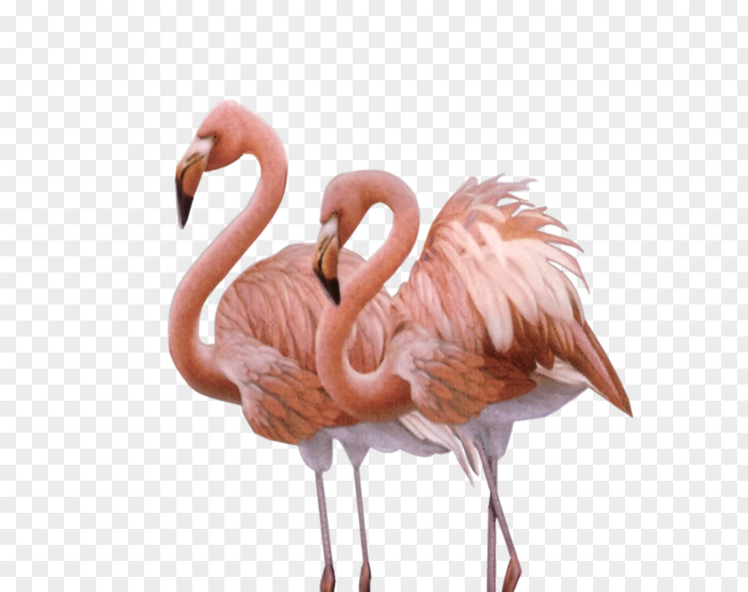 Flamingos Camargue Bird Greater Flamingo American Animal PNG
