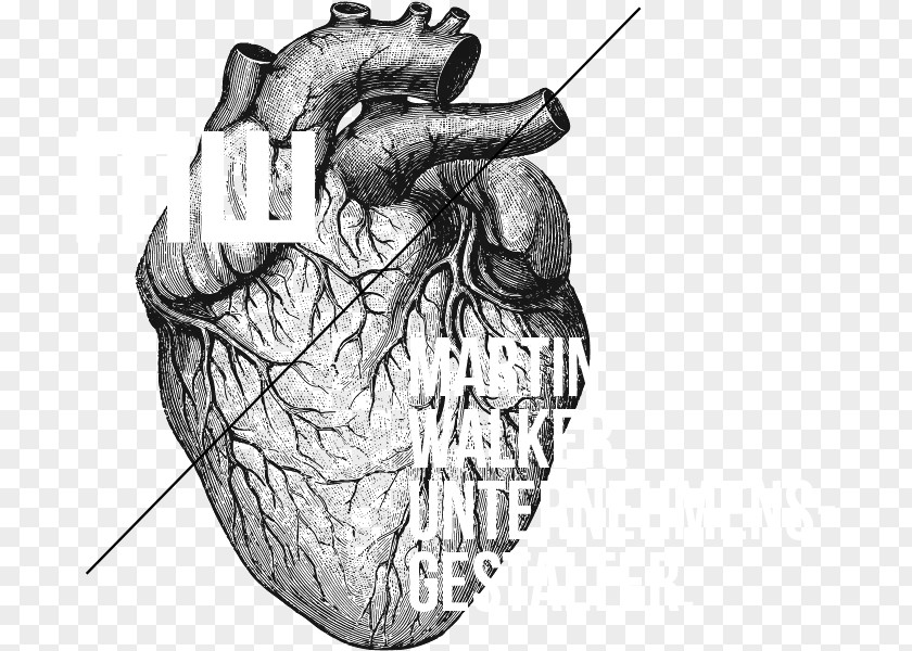 Heart Anatomy And Physiology II Lab Manual Drawing PNG