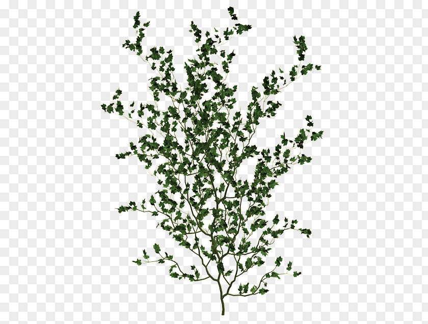 Ivy Gourd Twig Tree Clip Art PNG