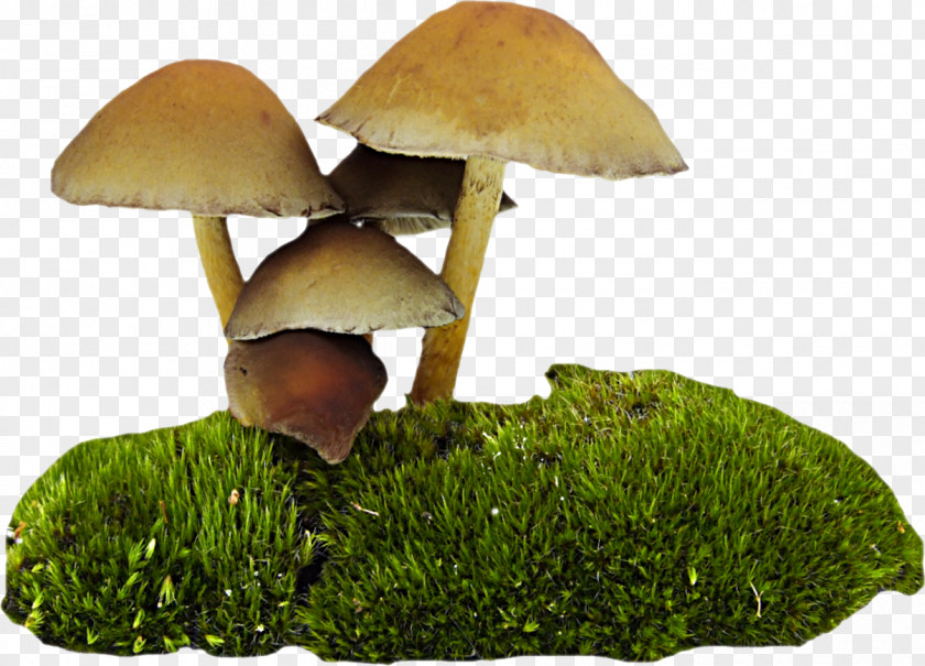 Mushroom Fungus Food PNG