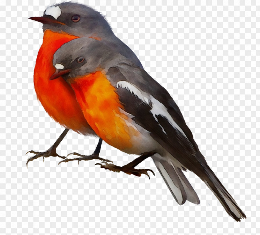 Perching Bird Songbird Robin PNG