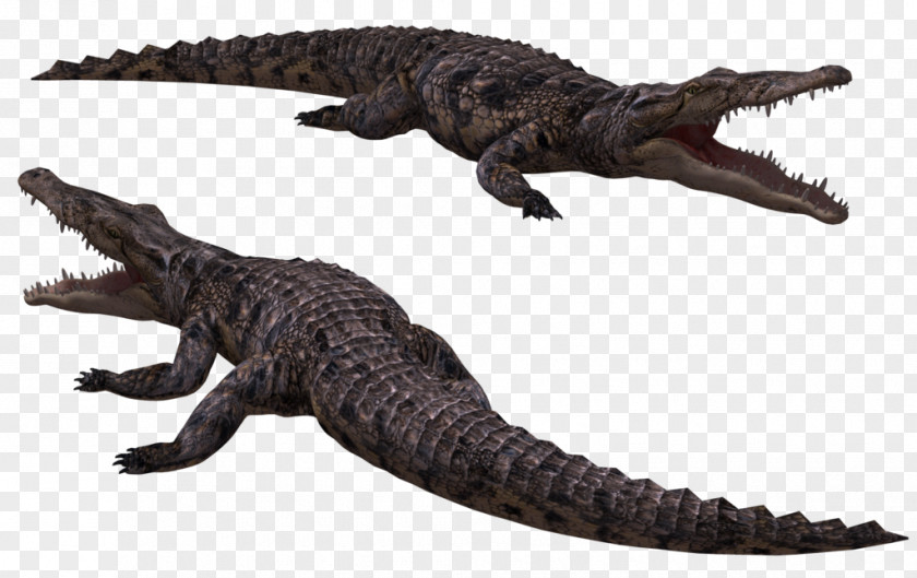 Crocodile Image Crocodiles Nile Saltwater American Alligator PNG