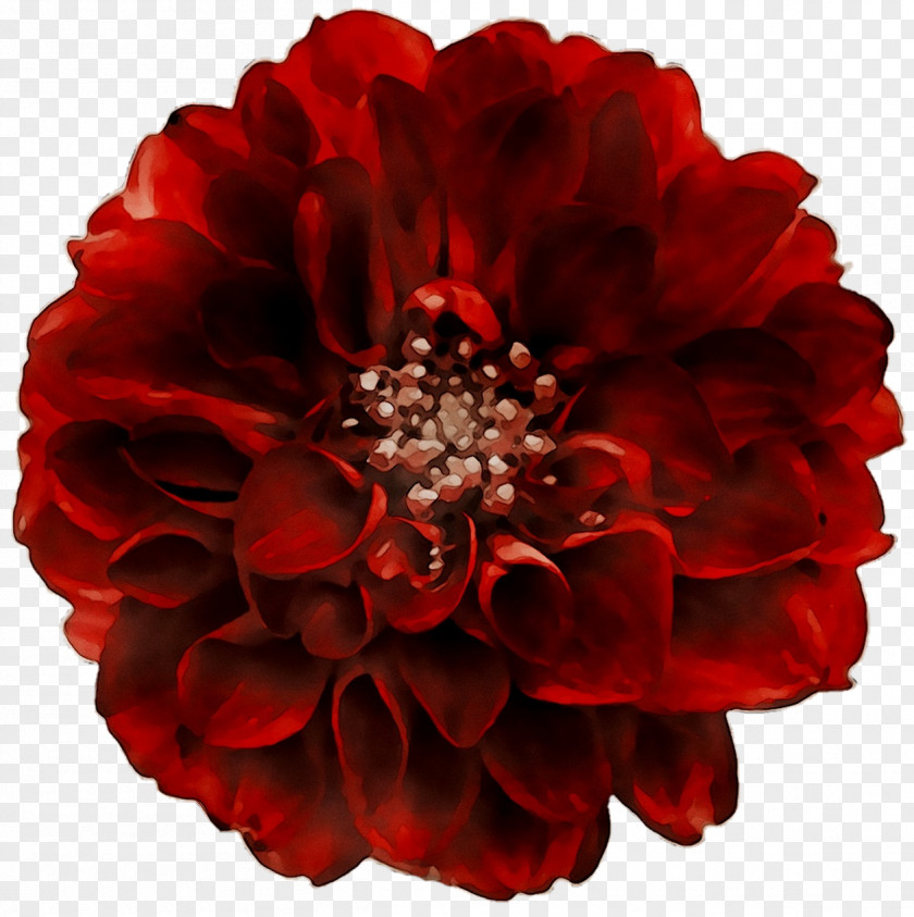 Dahlia Cut Flowers Floristry Petal PNG