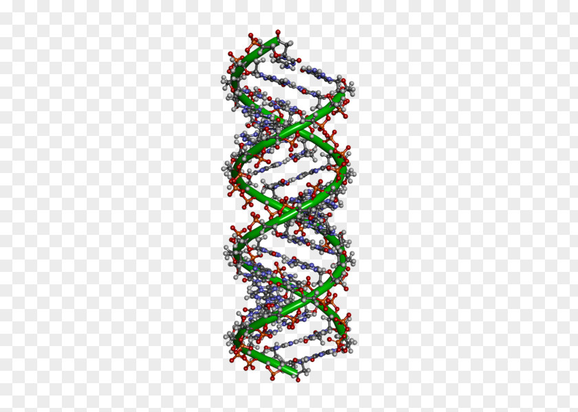 DNA Molecule Cell Nucleus Genetics PNG