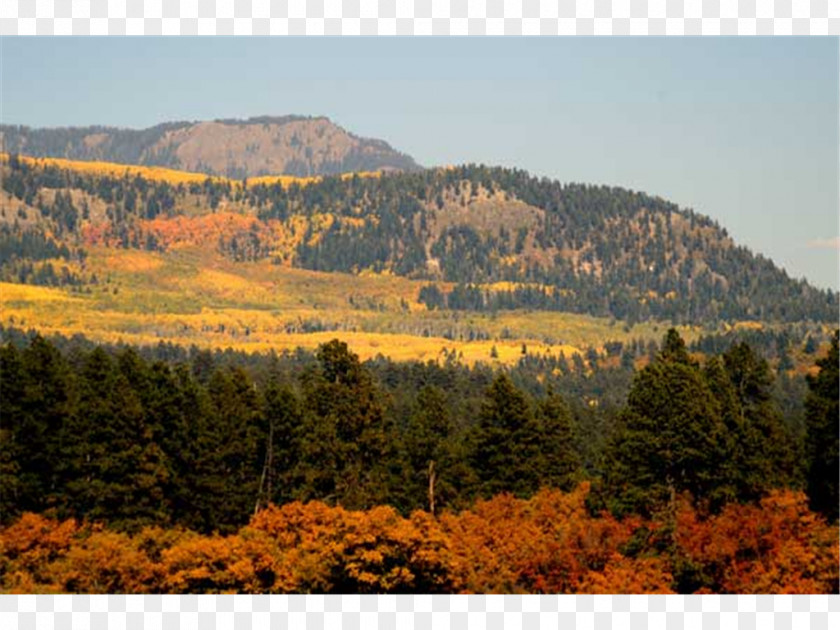 Pagosa Springs Temperate Broadleaf And Mixed Forest Wilderness Nature Reserve Broad-leaved Tree National Park PNG