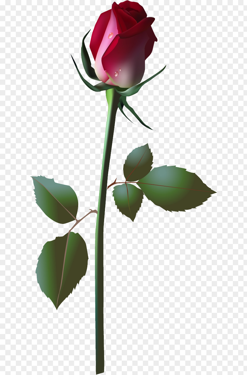 Rose Vector Flower Dandelion Lilium Clip Art PNG