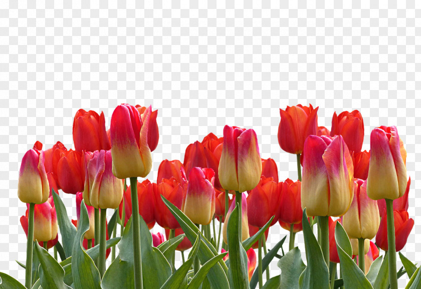 Tulip Indira Gandhi Memorial Garden Stock.xchng Flower PNG
