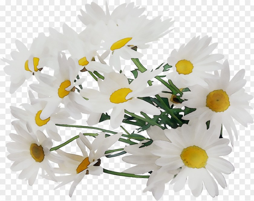 Chrysanthemum Oxeye Daisy Floral Design Roman Chamomile Cut Flowers PNG