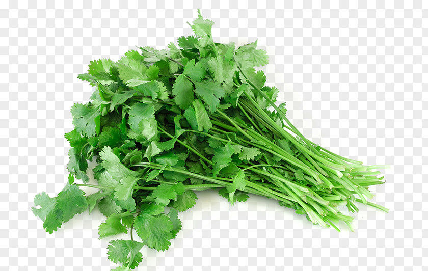 Coriander Stock Photography Royalty-free PNG