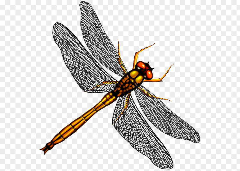 Dragonfly Mosquito Stock Insect PNG
