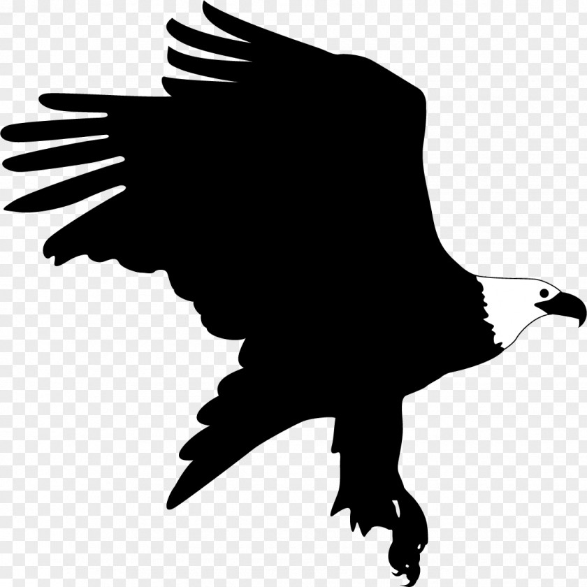 Eagle Landing Bald Bird PNG
