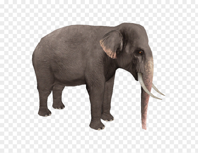 Elephant Zoo Tycoon 2: Marine Mania Wildlife Park PNG