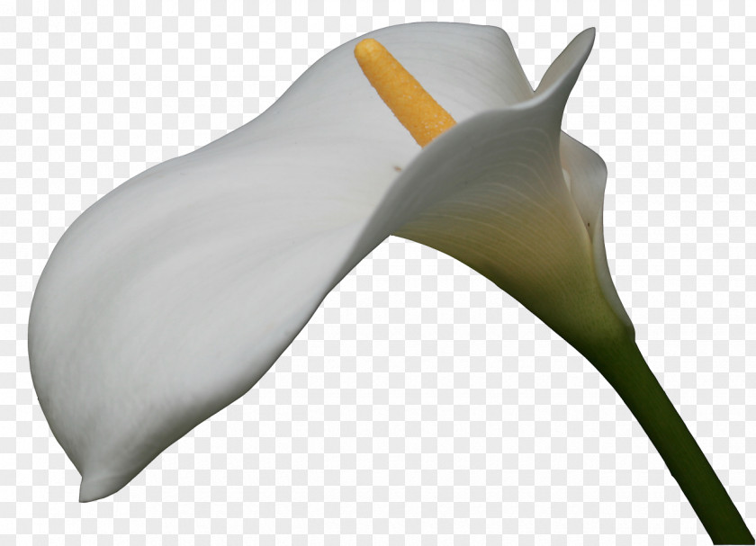 Flower More Tsvetov White Red PNG