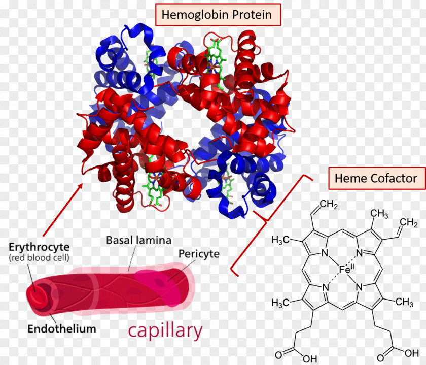 Blood Hemoglobin Molecular Binding Red Cell Heme Oxygen PNG