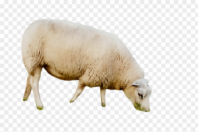 Cowgoat Family Snout Sheep Livestock Cow-goat PNG