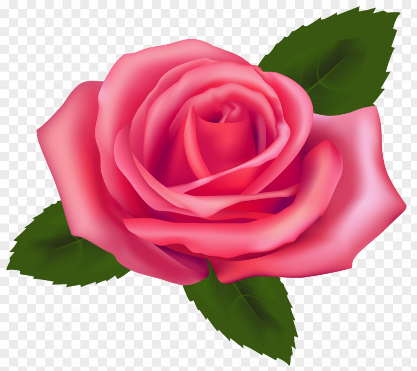 Holi Rose Pink Free Clip Art PNG