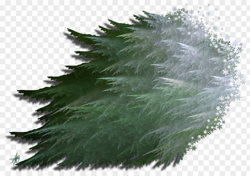 Leaf Evergreen Grasses Pine Family PNG