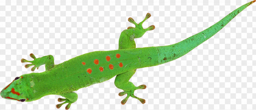 Reptile Lizard Chameleons Phelsuma PNG