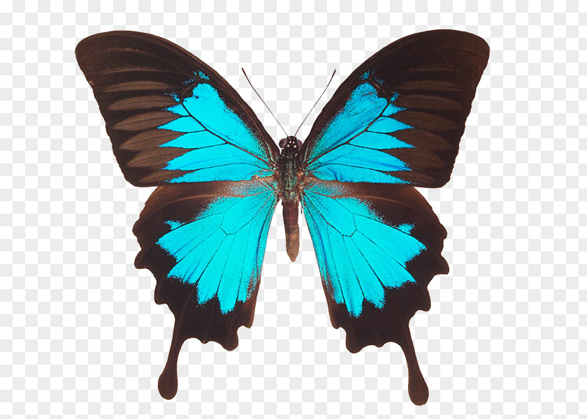 Butterfly How To Pass Higher Biology For CfE EBook Ulysses PNG