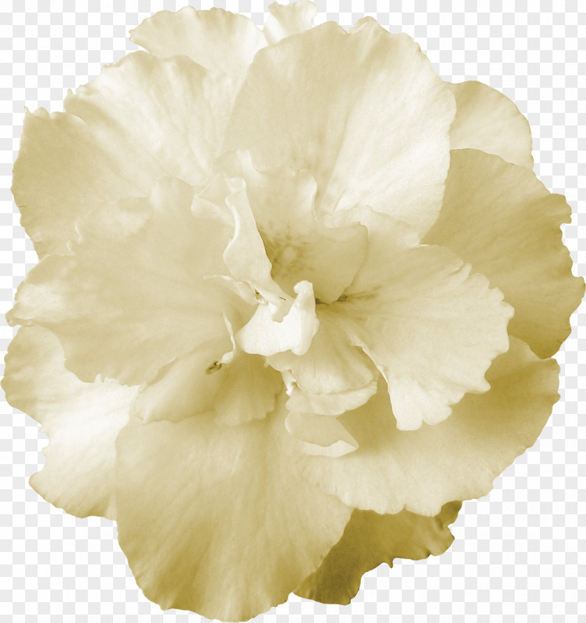 Chocolate Cut Flowers Gift Quality PNG